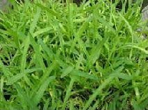 types of lawn grasses. lawn grass.